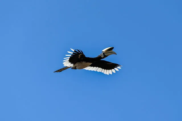 An Oriental pied hornbill (Anthracoceros albirostris) flies over in Baluran National Park, Situbondo, East Java, Indonesia August 6, 2023. Baluran National Park is a forest preservation area that extends about 25.000 ha on the north east coast of East Java. Wide panorama of savannah which covered 40 percent of the national park and mount Baluran (inactive volcano) lies in the center of area as habitat of many some animals such as wild pigs, deer, peacocks, wild chickens, monkeys and also bulls as animals to be protected in the area. (Photo by Garry Andrew Lotulung/Anadolu Agency via Getty Images)
