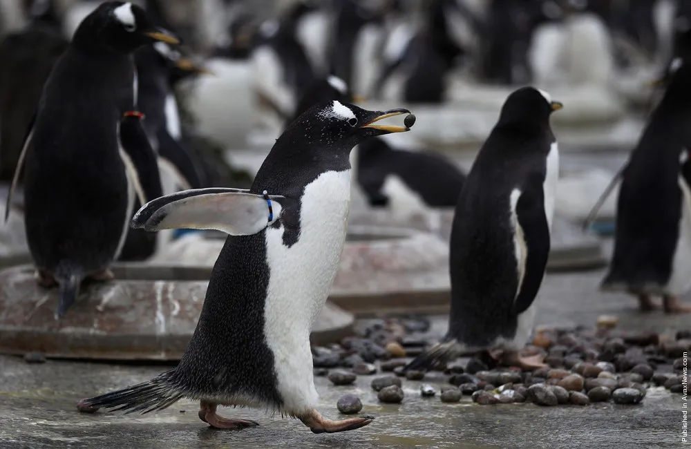 Edinburgh Zoo Keepers Install Nesting Rings For The Gentoo Penguins