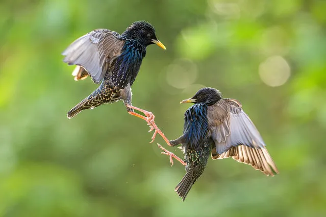 Two starlings fail to reach a compromise as they fight over food in an image captured by Wouter Cardoen in his garden in Vilvoorde, Belgium in the first decade of September 2023. (Photo by Wouter Cardoen/Solent News)