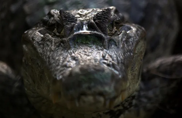 A Magdalena River crocodile is seen in the Vivarium of the Caribbean conservation park in Cartagena, Colombia, 12 December 2018. The vivarium, is working to repopulate reptiles and aims to extend to the riparian areas of the Magdalena River where these animals are disappearing. The parks conservation efforts mainly focus on species of reptiles, amphibians and fish. (Photo by Ricardo Maldonado Rozo/EPA/EFE)