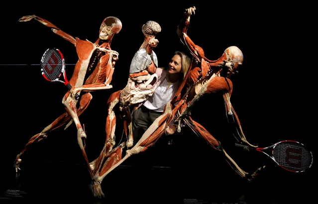 A museum employee looks at Gunther von Hagens' “The Tennis Player” at the Body Worlds museum exhibition at the London Pavilion in London, Britain, October 4, 2018. (Photo by Peter Nicholls/Reuters)