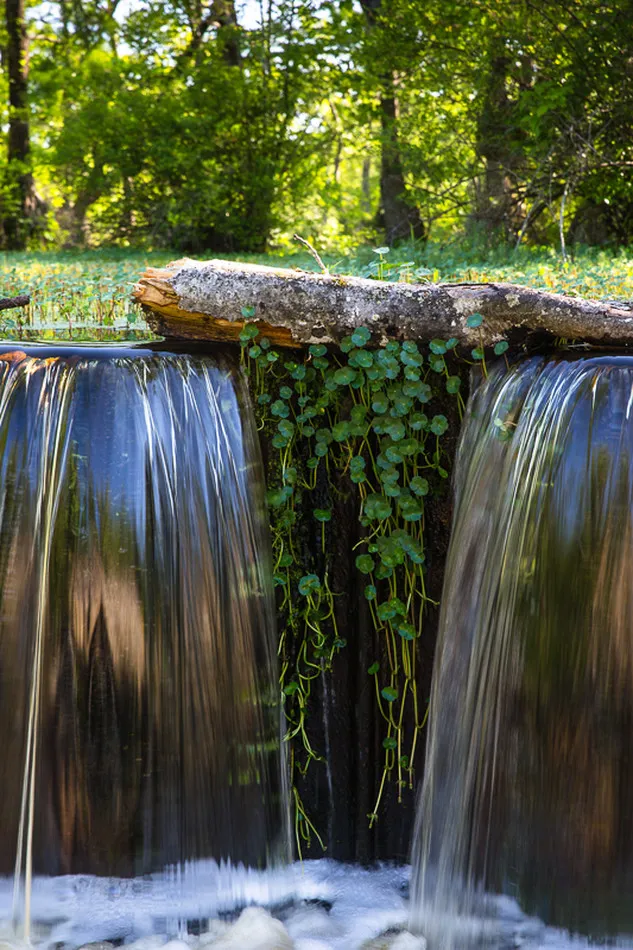The Great Dismal Swamp