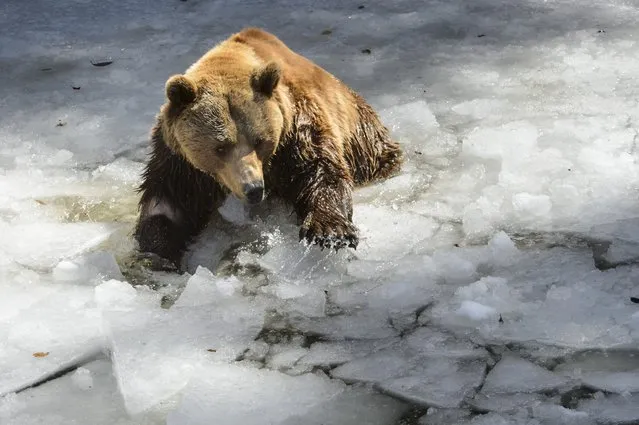 One of the three bears from the bear park of Bern plays in the icy water at their enclosure of the Juraparc, Wedensday, April 8, 2015, in Vallorbe, Switzerland. Because of maintenance, the three bears will stay from April to September in the Juraparc of Vallorbe. The bear is the heraldic animal of the city Bern. (Photo by Jean-Christophe Bott/AP Photo/Keystone)