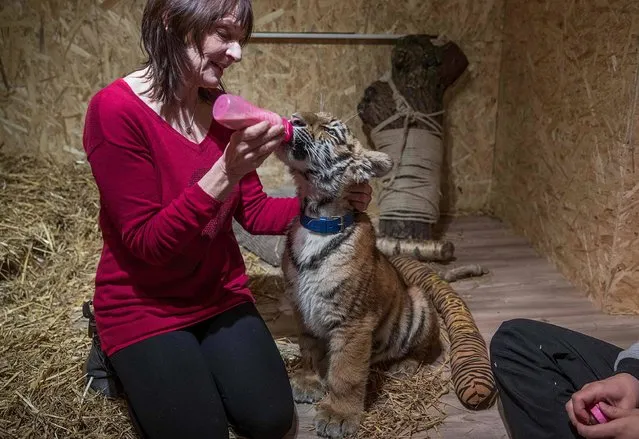 Monica Farell bottle-feeds four-months-old tiger baby “Elsa” in Luebeck, northeastern Germany, on January 9, 2017. The baby tiger was born at a travelling circus and rejected by her mother. Elsa is grown up now by members of the Farell circus family and will move later on to the Dassow tiger park. (Photo by Jens Buttner/AFP Photo/DPA)