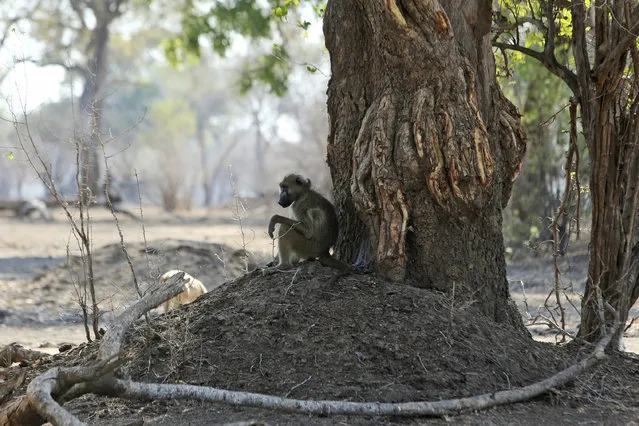 In this October 27, 2019, photo, a baboon sits under a tree in Mana Pools National Park, Zimbabwe. Elephants, zebras, hippos, impalas, buffaloes and many other wildlife are stressed by lack of food and water in the park, whose very name comes from the four pools of water normally filled by the flooding Zambezi River each rainy season, and where wildlife traditionally drink. The word “mana” means four in the Shona language. (Photo by Tsvangirayi Mukwazhi/AP Photo)