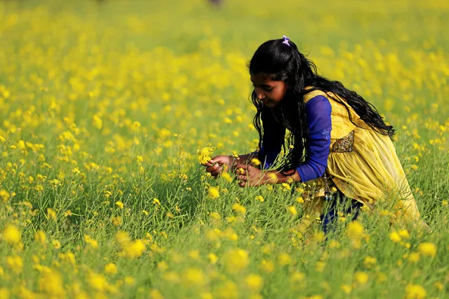 A Bangladeshi girl picks up mustard flowers from a mustard field in Munshiganj near Dhaka, Bangladesh, January 20, 2017. (Photo by Mohammad Ponir Hossain/Reuters)