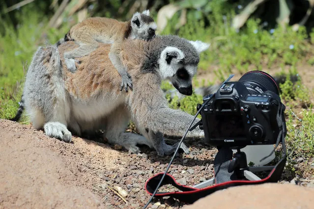 Ring-tailed lemurs look at a camera at Zoom Torino, a zoological park in Cumiana near Turin, on April 22, 2015. Zoom Torino is a new immersive zoological park, where animals can be seen without bars or cages, only natural barriers ensure the visit. (Photo by Marco Bertorello/AFP Photo)