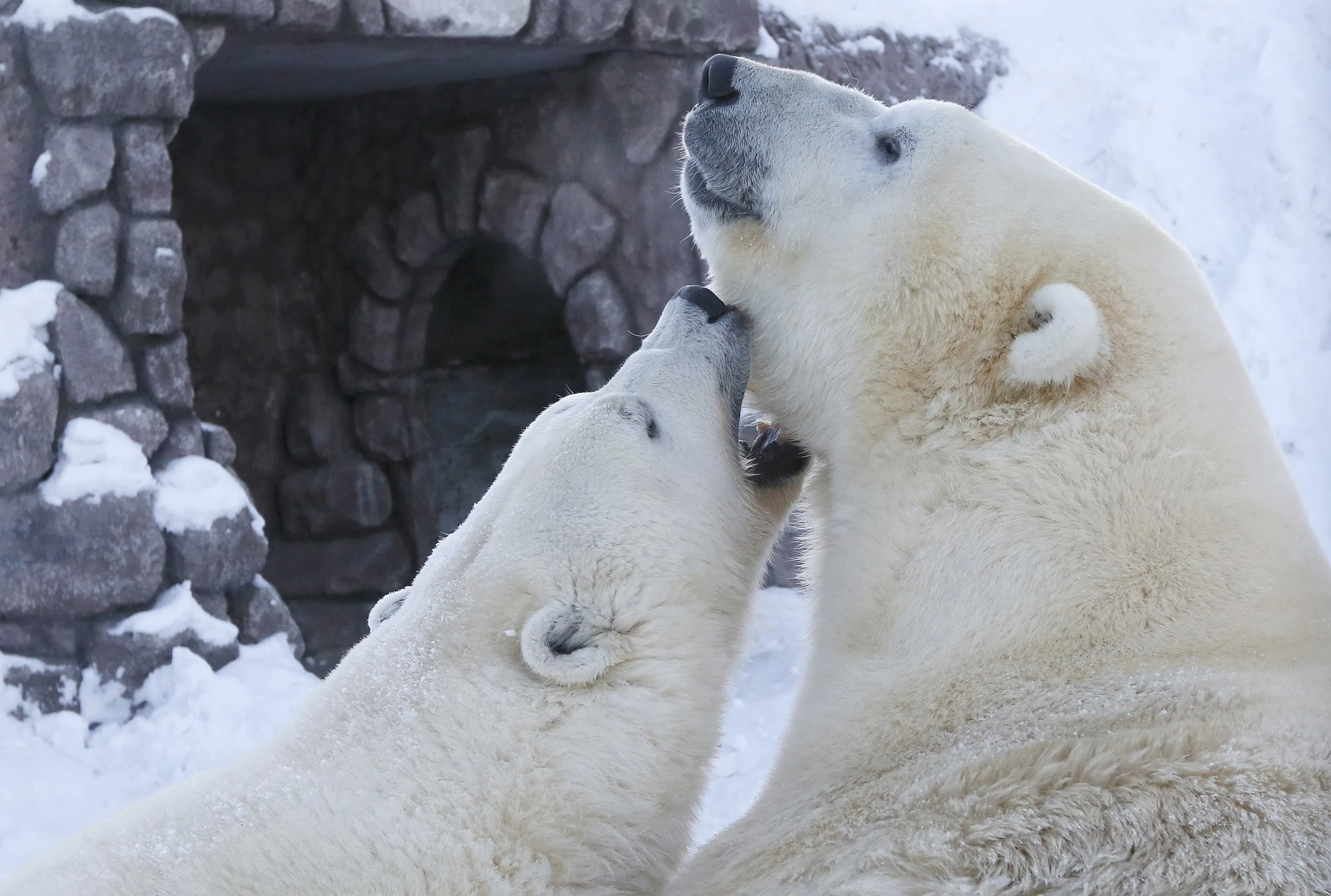 Поздравления с днем белым медведем. Полярный медведь. Международный день полярного медведя. Международный день белого медведя. Пейзаж с белыми медведями.