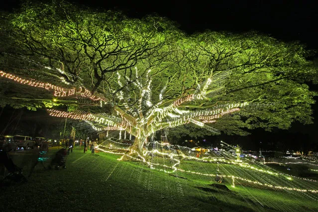 As Avatar 2' made $90 Million this past Holiday Weekend, thousands of visitors in Hawaii found a real Avatar tree of life in the town of Hilo on December 25, 2022. Many claimed a monkey pod tree covered in lights resembled the Tree of Life in James Cameron's Sci-fi sequel “Avatar: The Way of Water”. (Photo by Tim Wright/The Mega Agency)