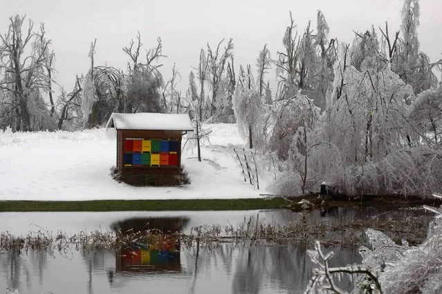 Bee hives are seen surrounded by ice-covered broken trees in Rakitnik February 4, 2014. (Photo by Srdjan Zivulovic/Reuters)