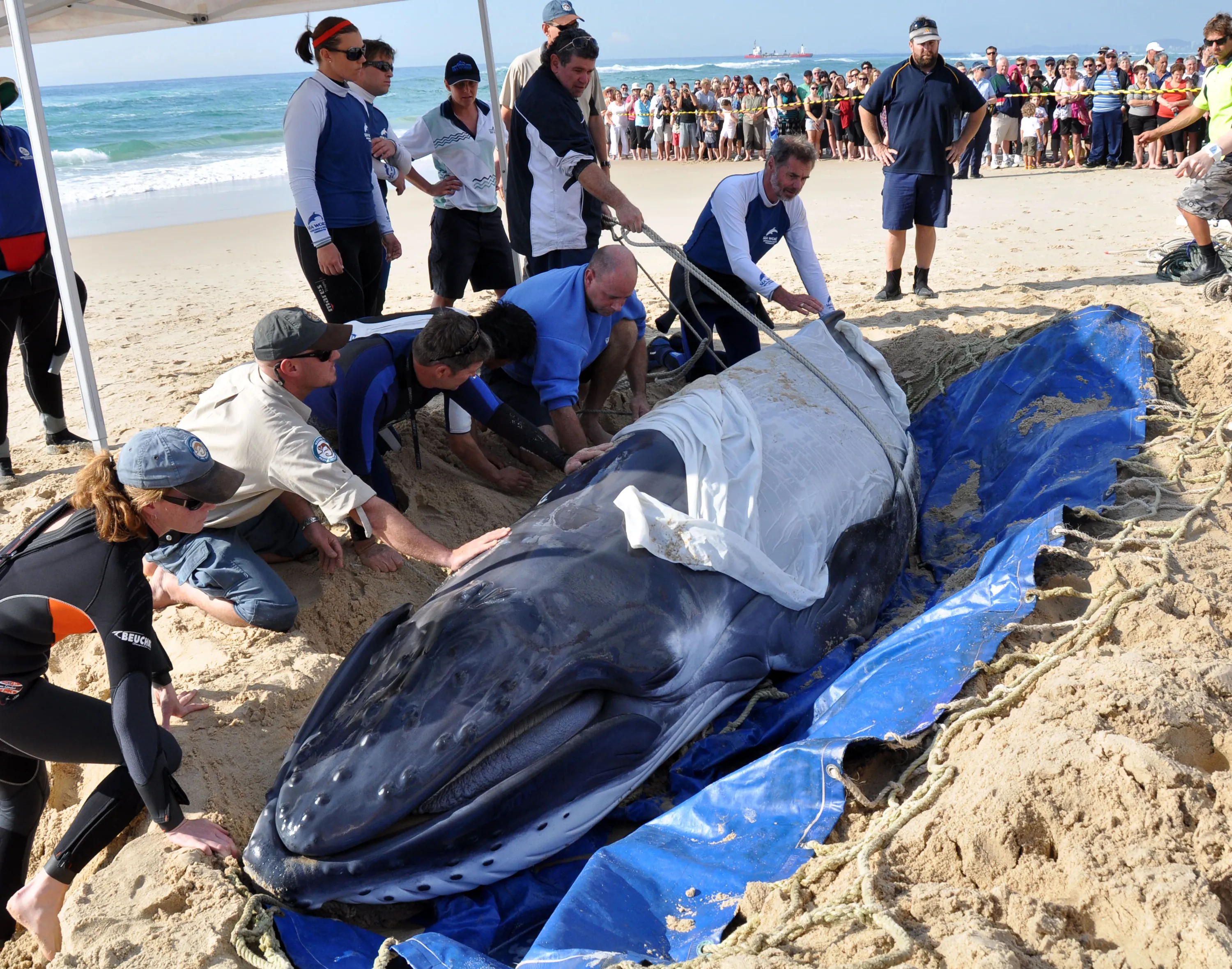 Сколько китов погибло. Спасение кита выброшенного на берег.