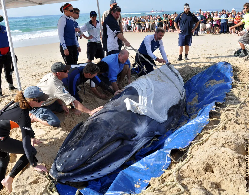 Whale Calf Beached On Gold Coast