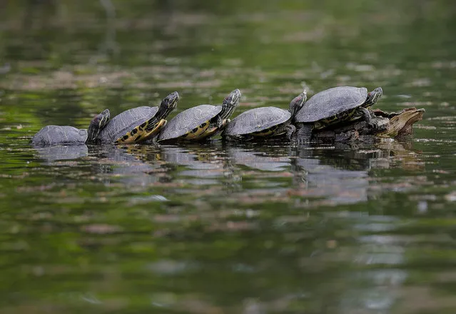 Turtles warm themselves by sitting on a tree branch in a park in Bucharest, Romania, Monday, April 29, 2019. (Photo by Vadim Ghirda/AP Photo)