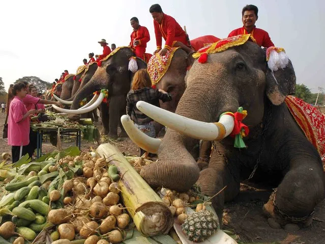 Elephants enjoy a “buffet” of fruit and vegetables during National Elephant Day in the ancient Thai capital Ayutthaya. Thais honoured the elephants with special fruits and Buddhist ceremonies across the country to pay homage to their national animal. (Photo by Chaiwat Subprasom/Reuters)