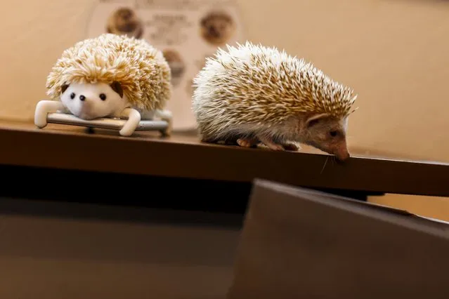 A hedgehog walks next to a mobile phone with a hedgehog cover at the Harry hedgehog cafe in Tokyo, Japan, April 5, 2016. (Photo by Thomas Peter/Reuters)