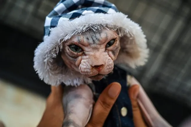 A staff member checks on a Spinx cat in House of Pets, a special pets house for people heading towards their hometowns for the Eid al-Fitr festivities, in Banda Aceh on April 7, 2024. (Photo by Chaideer Mahyuddin/AFP Photo)