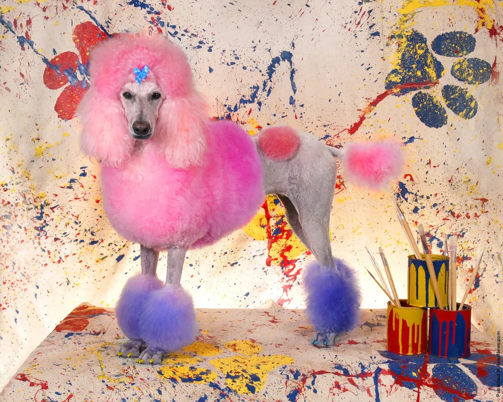 Creative Dog Grooming