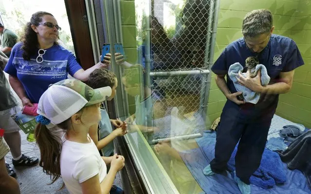 Visitors look on as staff biologist Andy Goldfarb holds one of the four clouded leopard cubs currently at the Point Defiance Zoo & Aquarium, Friday, June 5, 2015 in Tacoma, Wash. The quadruplets were born on May 12, 2015 and now weigh about 1.7 lbs. each. Friday was their first official day on display for public viewing, usually during their every-four-hours bottle-feeding sessions, which were started after the cubs' mother did not show enough interest in continuing to nurse them. (AP Photo/Ted S. Warren)