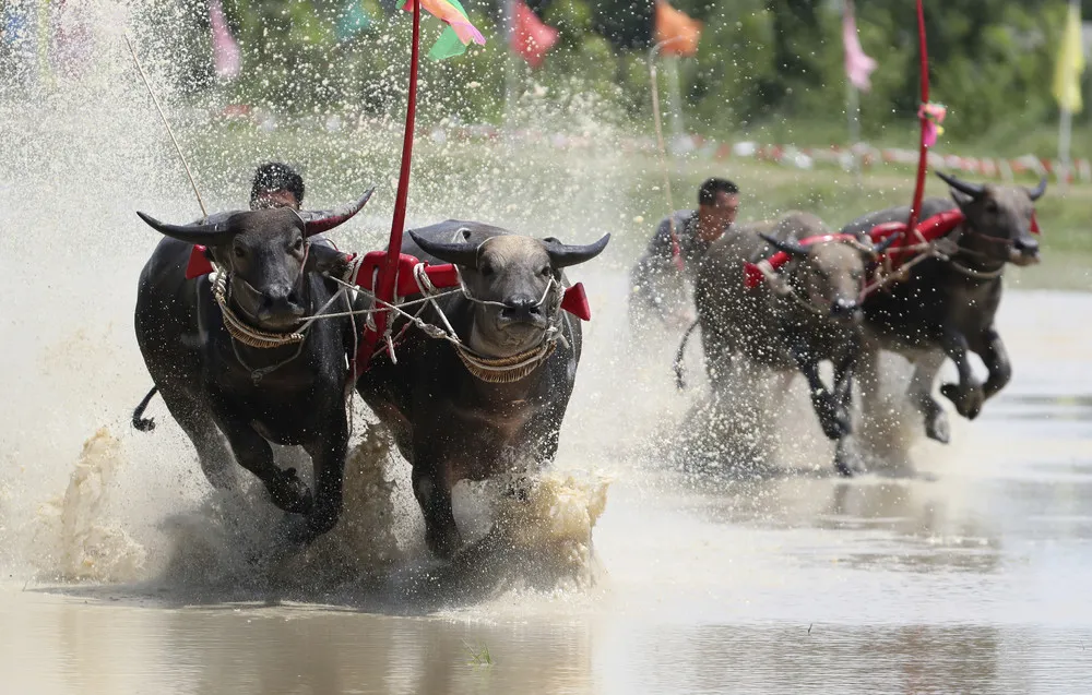 Thai Farmers Celebrate Sowing with Buffalo Race