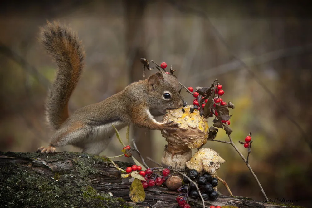 “Red and Berry” by Andre Villeneuve
