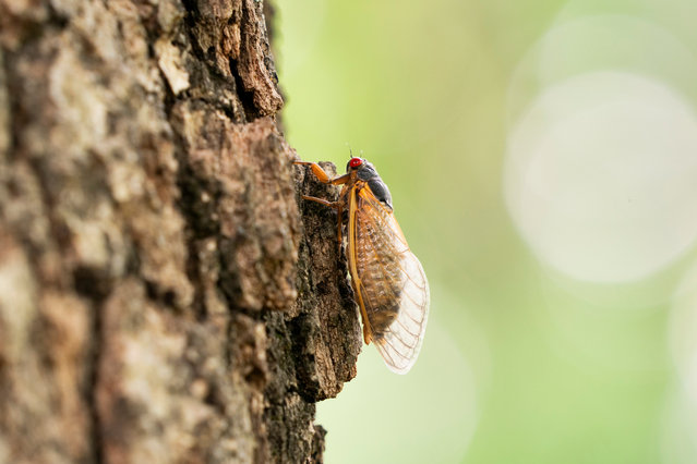 A brood XIX cicada crawls up a tree in North Carolina, US on May 1, 2024. These cicadas have a 13-year life cycle, so this one has come from an egg laid by its mother in in 2011. Brood XIX’s emergence this spring coincides with the arrival of another brood that is on a 17-year cycle; entomologists say this may result in an influx of more than 1tn cicadas across 16 states. (Photo by Sean Rayford/Getty Images)