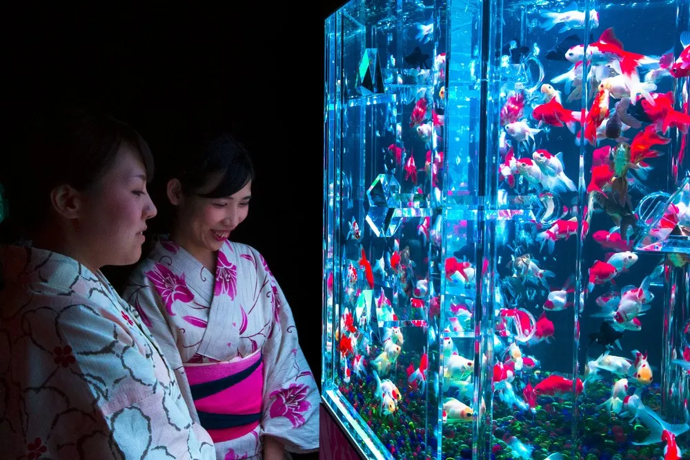 Art Aquarium Exhibition in Tokyo