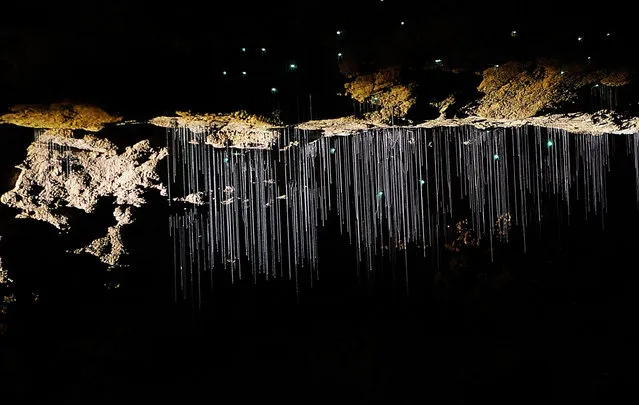 Waitomo Glowworm Caves New Zealand