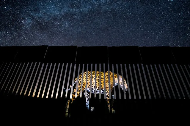 Wildlife photojournalism, single image winner: Another Barred Migrant by Alejandro Prieto, Mexico. An image of a jaguar is projected on to a section of the US-Mexico border fence – symbolic, says Alejandro, of the jaguars’ past and future existence in the US. Today, the jaguar’s stronghold is in the Amazon, but historically, the range of this large cat included the south-west US. Over the past century, human impact has resulted in the virtual extinction of the species in the US. Two male jaguars are known to inhabit the borderlands of New Mexico and Arizona. (Photo by Alejandro Prieto/2019 Wildlife Photographer of the Year)