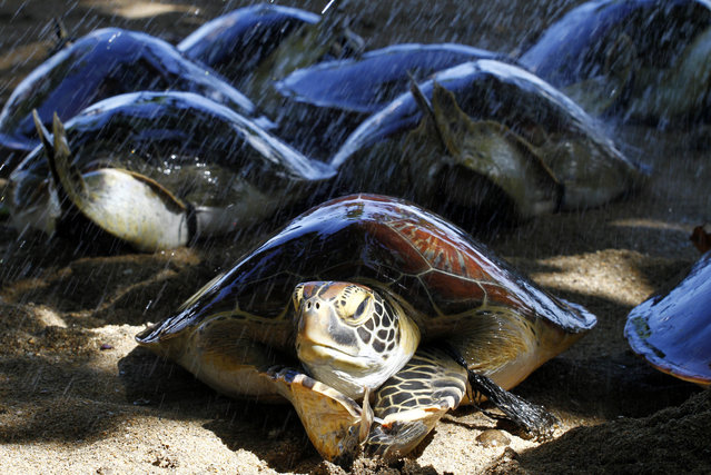Sea turtles crawl before being returned to the ocean on a beach in Bali, Indonesia, Wednesday, May 14, 2014. With the help of tourists, Bali police released about a dozen turtles which they seized last month from illegal poachers. (Photo by Firdia Lisnawati/AP Photo)