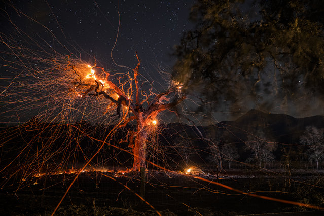 A long exposure photograph shows a tree burning during the Kincade fire off Highway 128, east of Healdsburg, California on October 29, 2019. California braced on October 29 for the most powerful winds this season that threaten to spread destructive fires raging in the state and could spark new blazes. (Photo by Philip Pacheco/AFP Photo)