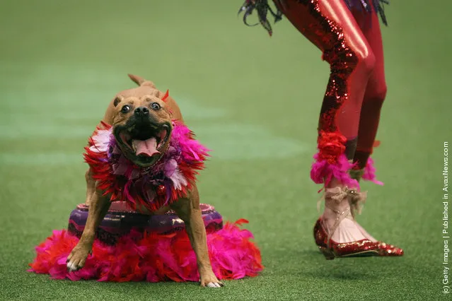 A dog and its owner perform a routine in the main arena on Day three of Crufts at the Birmingham NEC Arena