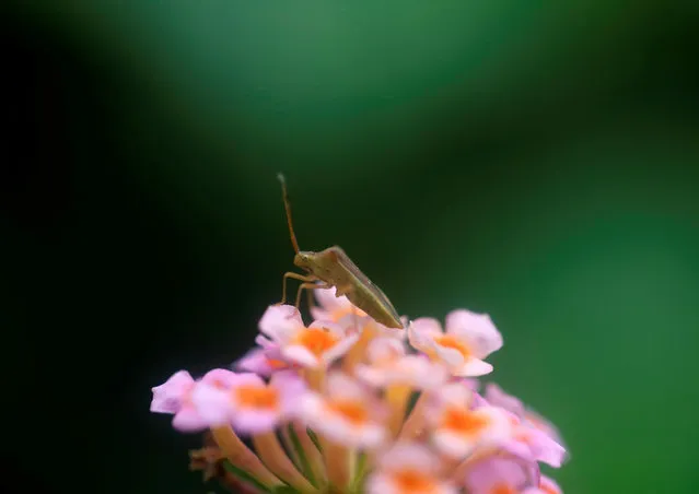 A coreidae is pictured on top of a flower in Dhading, Nepal on June 30, 2019. (Photo by Navesh Chitrakar/Reuters)