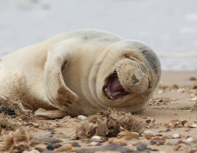 A seal pup looks like it is either yawning or laughing, as it rests on the beach at Heacham, Norfolk, United Kingdom, on April 27, 2022. (Photo by Paul Marriott Photography/The Times)