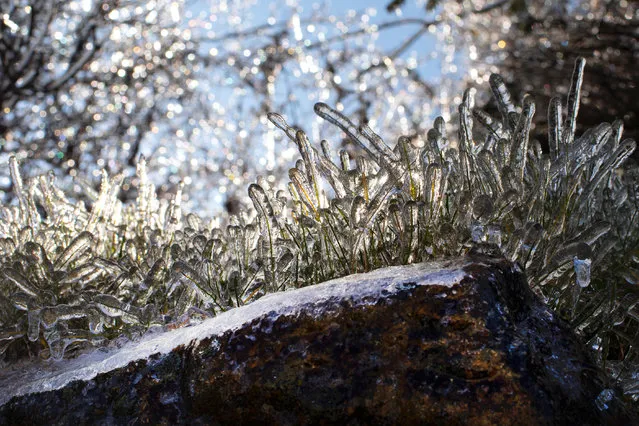 Field grass is seen coated in a layer of ice after a winter storm in Nyack, New York, U.S., December 18, 2019. (Photo by Mike Segar/Reuters)