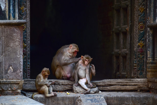 Monkeys sit in shade inside a temple on a hot summer day in Allahabad on May 6, 2022. (Photo by Sanjay Kanojia/AFP Photo)