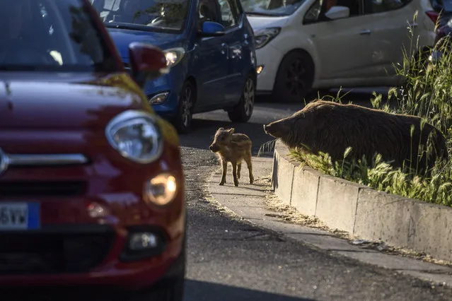 Wild boars with their humbugs cross the street in the red zone, on May 13, 2022 in Rome, Italy. Health authorities in the Lazio region around Rome city moving to contain the potential spread of African Swine Fever (ASF) among the city's wild boar population. The containment measures concern a large “red zone” area of the capital in an attempt to stem the highly contagious viral disease which is fatal to pigs and wild hogs but not transmitted to humans. (Photo by Antonio Masiello/Getty Images)