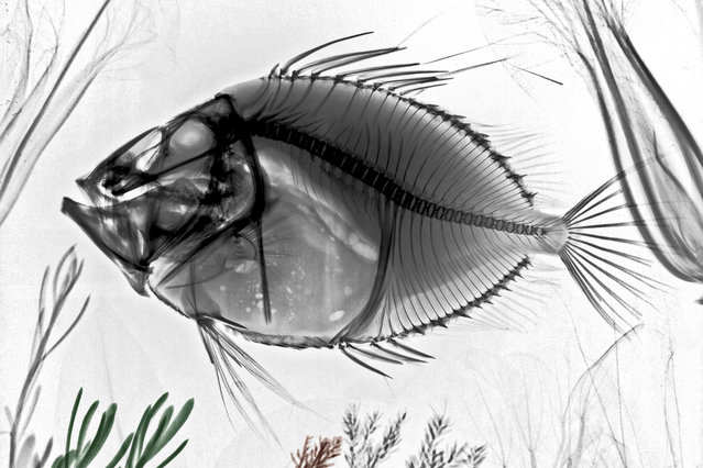Coloured X-ray of a John Dory fish. A physicist has used X-ray to create an extraordinary collection of artwork. Arie van't Riets pictures reveal birds, fish, monkeys and flowers in an incredible new light. The 66-year-old, from Bathmen in the Netherlands, began X-raying flowers as a means to teach radiographers and physicians how the machine worked. But after adding a bit of colour to the pictures, the retired medical physicist realised the potential for an exciting new collection of art. (Photo by Arie van't Riet/Barcroft Media)