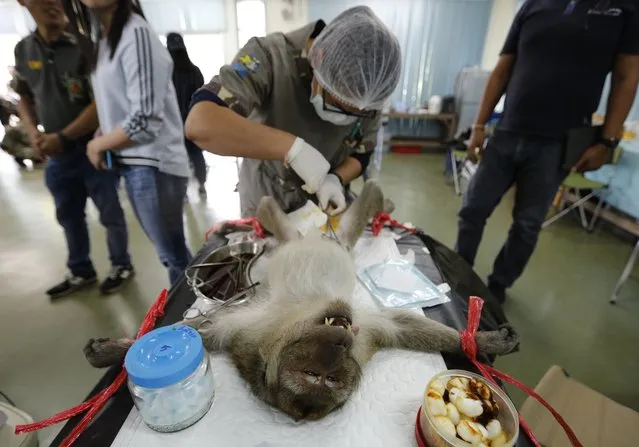 Thai veterinarian sterilizes a monkey in a bid to control the birth rate of the monkey population in Hua Hin city, Prachuap Khiri Khan Province, Thailand, 15 July 2017. (Photo by Narong Sangnak/EPA/EFE)