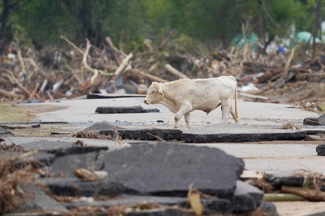 A cow wanders amid the debris at Riverview Industrial Park on Sunday, September 29, 2024, in Erwin, Tenn., in the aftermath of Tropical Storm Helene. (Photo by Saul Young/News Sentinel)