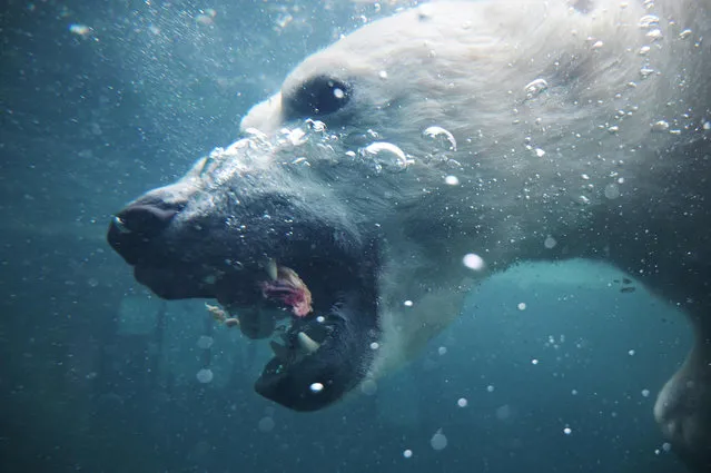 A polar bear (Ursus maritimus) dives for a piece of meat at the Budapest Zoo and Botanical Garden in Budapest on January 30, 2020. Cases of polar bears killing and eating each other are on the rise in the Arctic as melting ice and human activity erode their habitat, according to a Russian expert. (Photo by Attila Kisbenedek/AFP Photo)