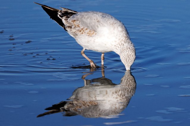 A seabird hunts for food during low tide at Cardiff State Beach in Encinitas, California on November 13, 2024. (Photo by Mike Blake/Reuters)