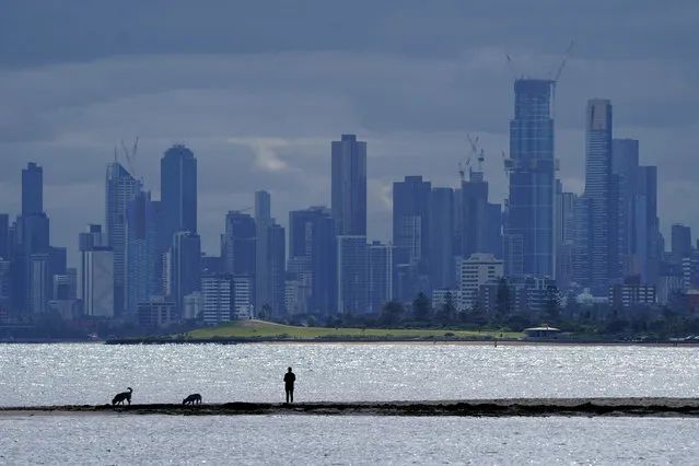 A person walks his dogs at Brighton Beach in Melbourne, Australia, 17 April 2020. Victoria's stage three social distancing laws started with a ban on all but the most basic outdoor activities to try and combat the spread of coronavirus. (Photo by Michael Dodge/EPA/EFE)