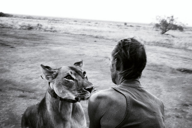 Tony Fitzjohn, conservationist and protégé of George Adamson, with Jipe, a lion he raised from orphaned cub to full adult in three years and then released back into the wild. Jipe successfully bred and raised cubs in Tsavo, Kenya, but was killed by poachers soon after this photo was taken. (Photo by Olly & Suzi/Photographers Against Wildlife Crime/Wildscreen/The Guardian)