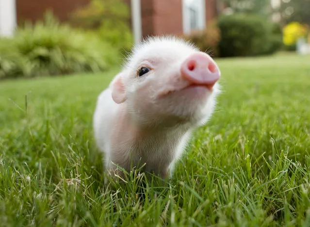 Belle, My friend's pet pig. She is five days old here! (Photo by Brittney Williford)