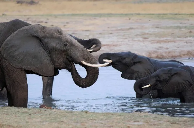 A herd of elephants gather at a watering hole in Hwange National Park in this file photo from October 14, 2014. A number of states, including New York, are moving or have moved to completely ban the commercial trade of elephant ivory and the Obama administration would like to see a federal ban as well. (Photo by Philimon Bulawayo/Reuters)
