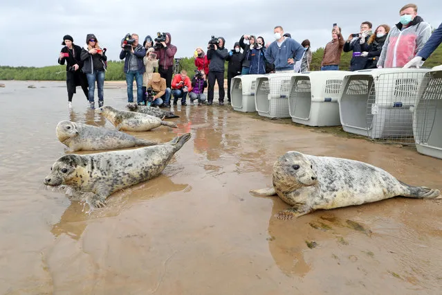 Grey seals released into the waters of the Gulf of Finland by employees of the Marine Mammals Research and Conservation Center, where they were kept, in the Okunyovaya Bay, Leningrad Region, Russia on June 5, 2020. The center conducts treatment and rehabilitation of sick and injured animals and prepares them for the release in their natural habitat. (Photo by Alexander Demianchuk/TASS)