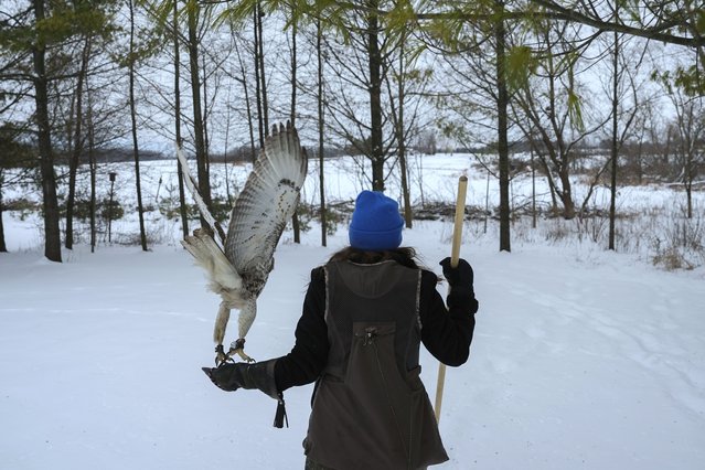 Stephanie Stevens walks toward a field with her hunting hawk Alexie Echo-Hawk on Friday, February 14, 2025, before a hunt in Greenleaf, Wis. (Photo by Joshua A. Bickel/AP Photo)