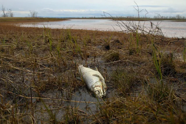 A dead fish is seen on the shore of the Ambarnaya River outside Norilsk on June 10, 2020. Russian investigators on June 10, 2020 detained three staff at a power plant where thousands of tonnes of diesel leaked into the soil and waterways of the Arctic region. The spill of over 21,000 tonnes of fuel, which environmentalists say is the largest ever in the Arctic, took place after a fuel reservoir collapsed at a power plant operated by a subsidiary of metals giant Norilsk Nickel in the city of Norilsk beyond the Arctic Circle. (Photo by Irina Yarinskaya/AFP Photo)