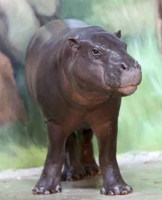 After the ceremonial opening of the new pygmy hippo facility at the zoo in Rostock the, one of the two hippos takes a bath, Rostock, Germany, 2 October 2015. The former elephant area has been rebuilt and modernized for the new facility. The pygmy hippo is an endangered species and is on the red list of endangered species. (Photo by Bernd WüStneck/DPA via ZUMA Press)