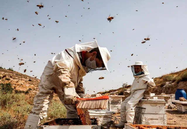 Palestinian boys work at their father's apiary in the village of Doura, west of Hebron in the occupied West Bank on July 28, 2020. (Photo by Hazem Bader/AFP Photo)